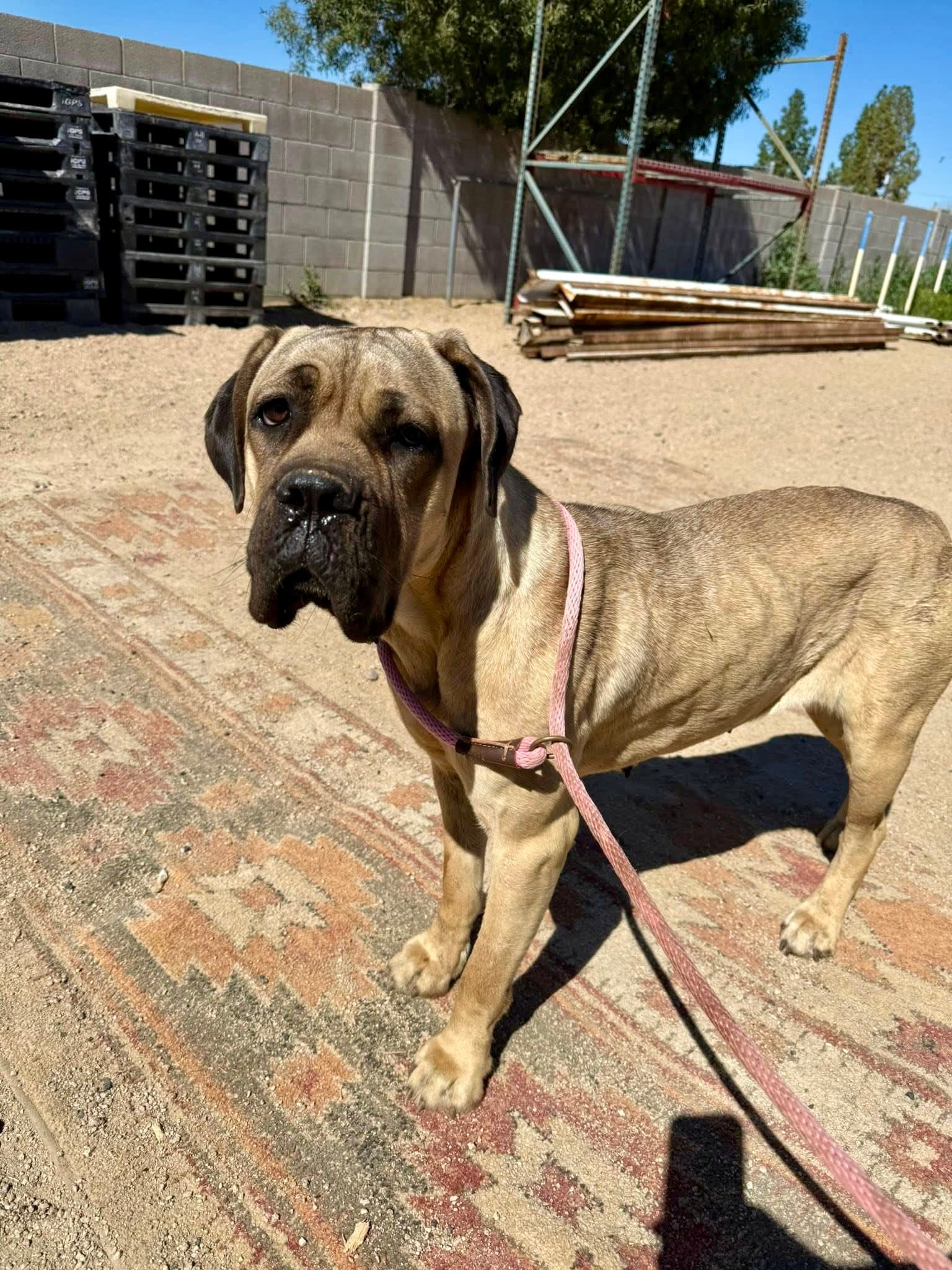 Lexie - Cane Corso Mastiff