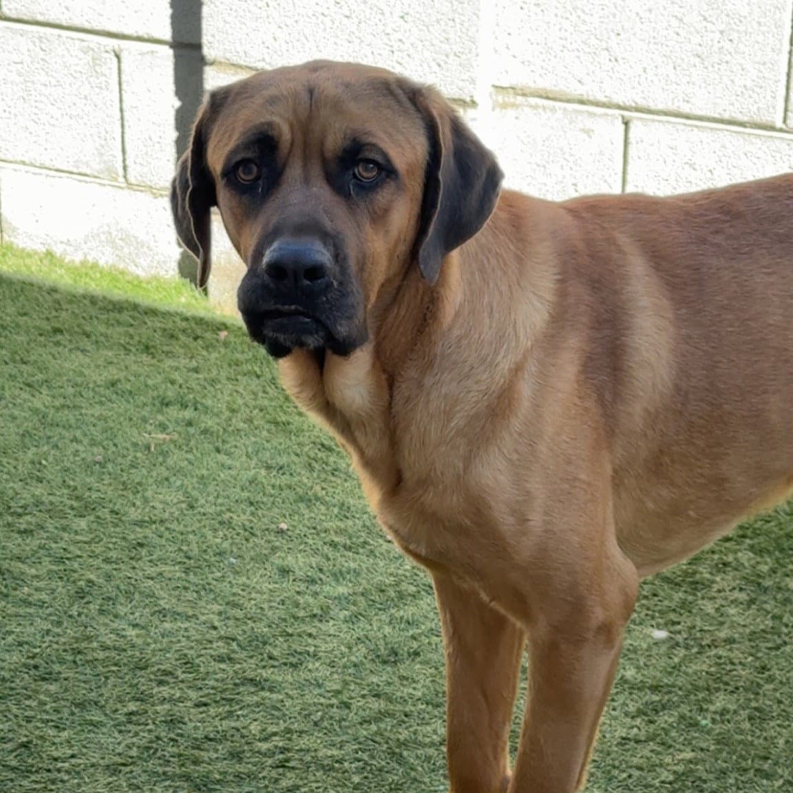Butterscotch - Mastiff