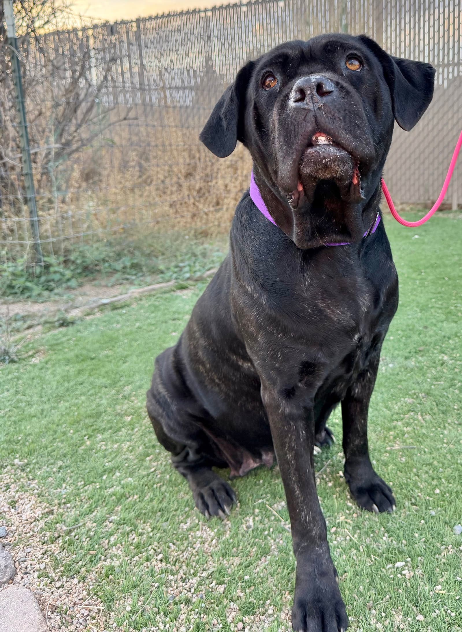 Duchess - Cane Corso Mastiff