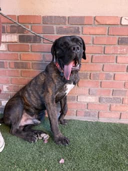 Bowser image 4
