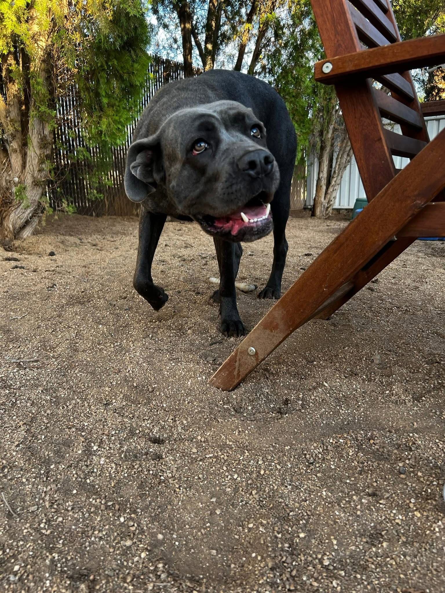 Diamond - Cane Corso Mastiff
