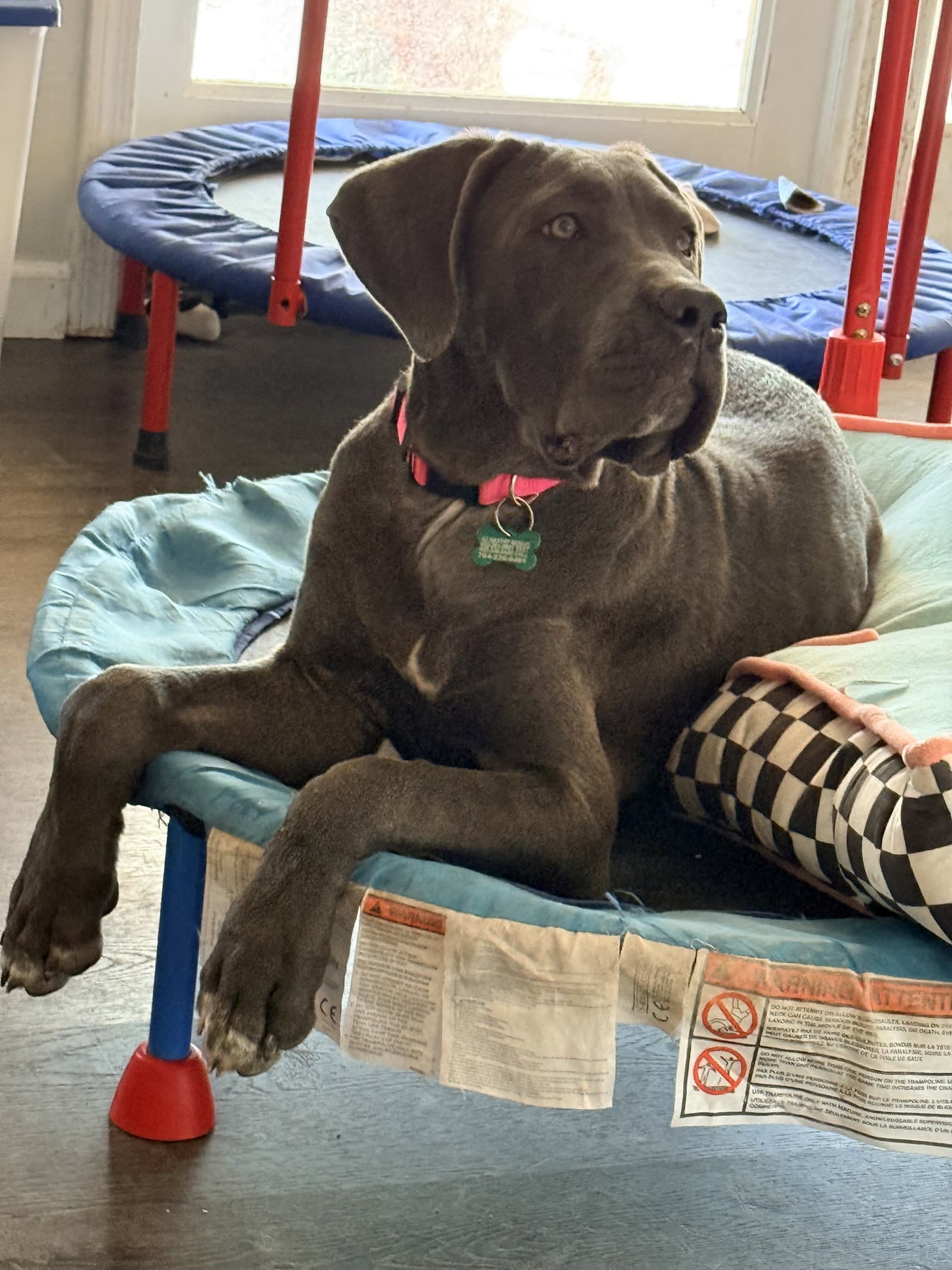Ginny - Cane Corso Mastiff