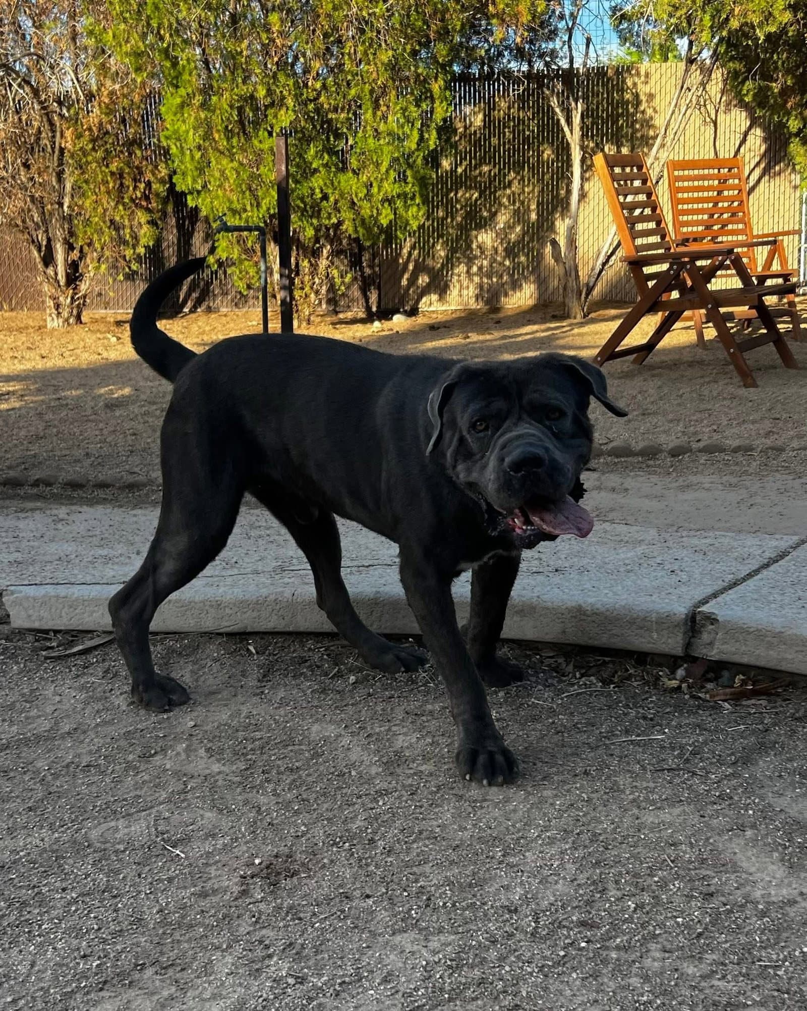 Recon - Cane Corso Mastiff