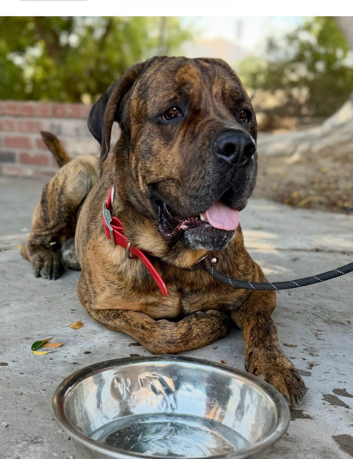Duke - English Mastiff