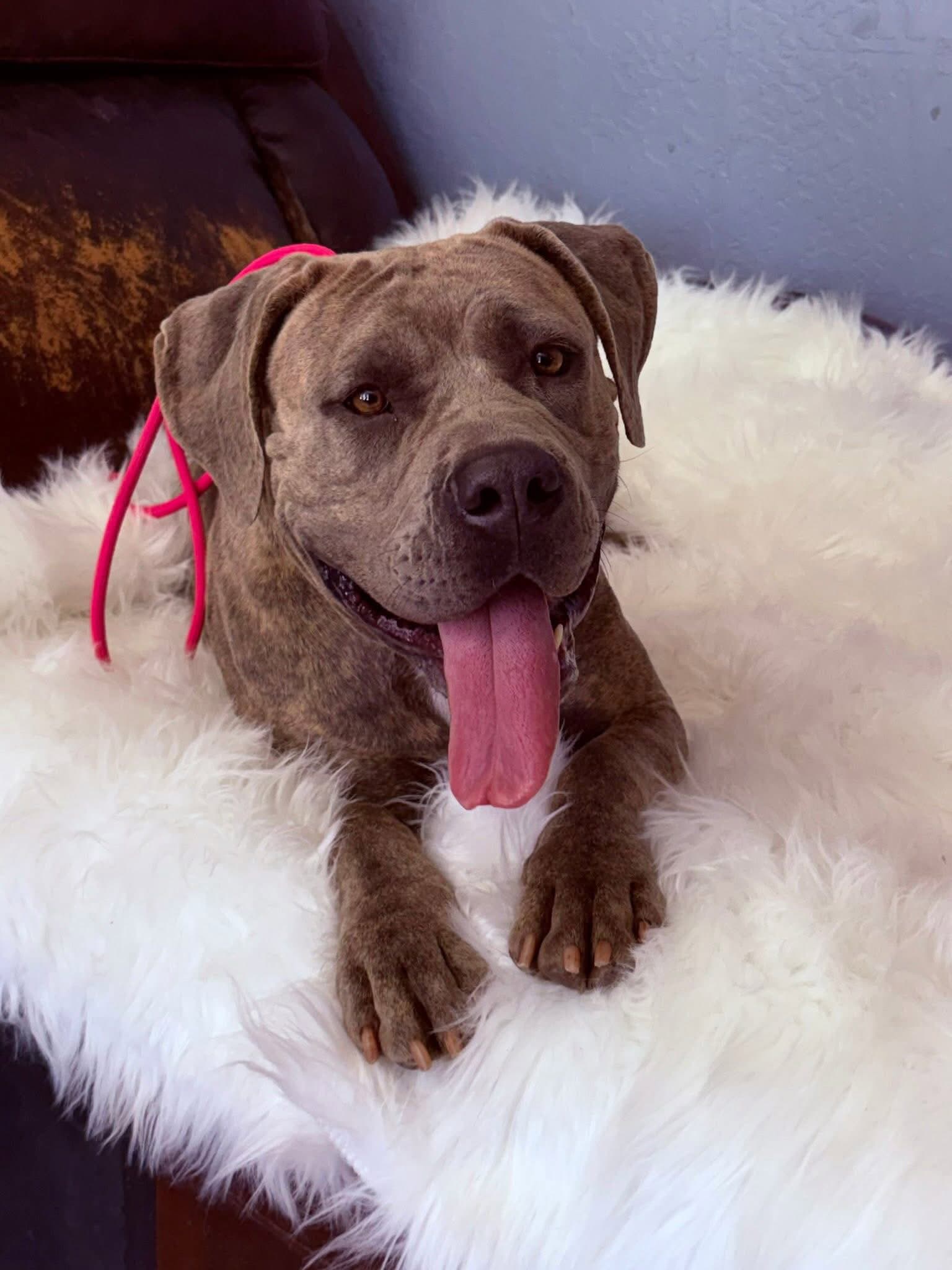 Nikki - Cane Corso Mastiff