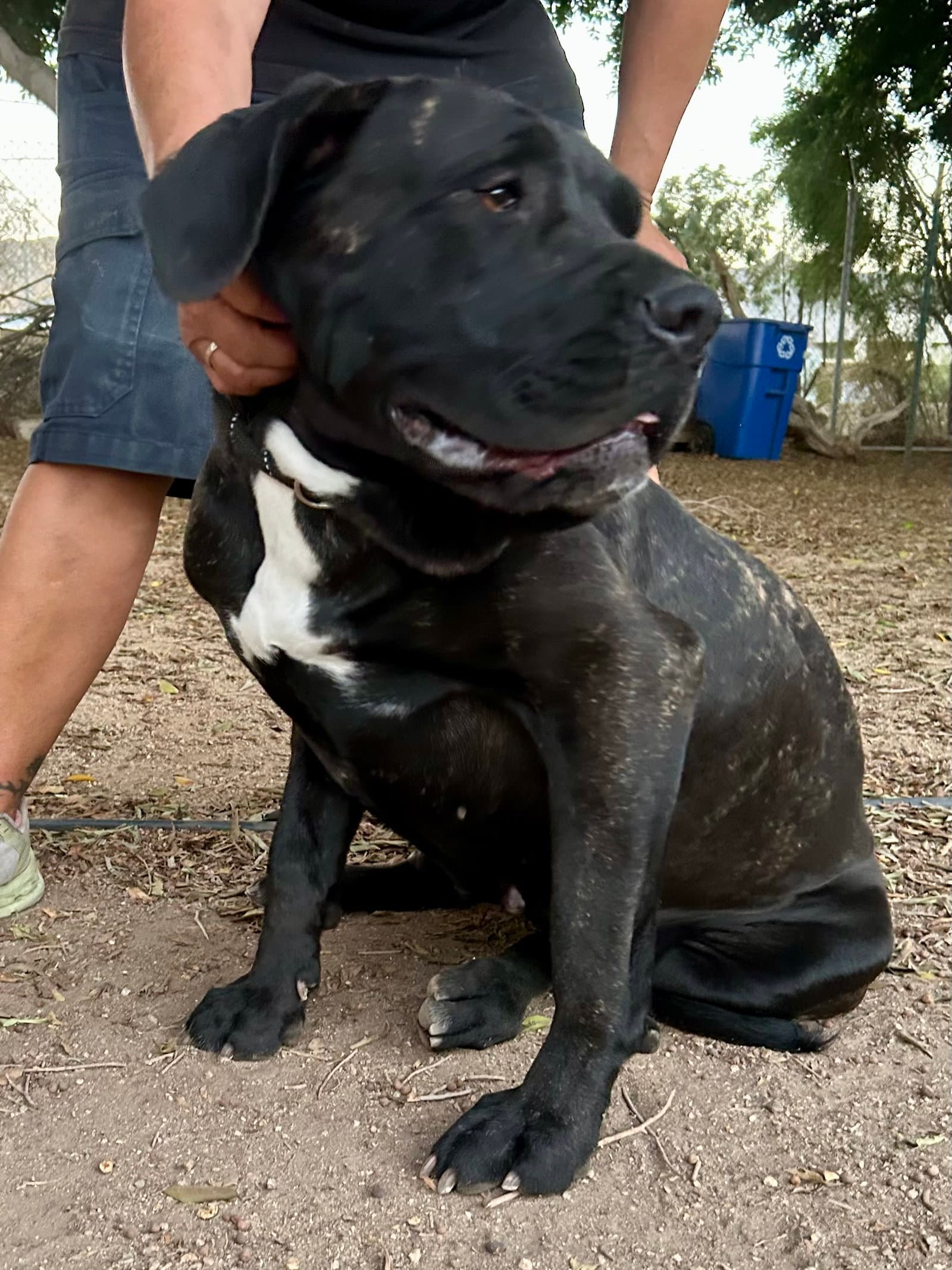 Luna - Mastiff