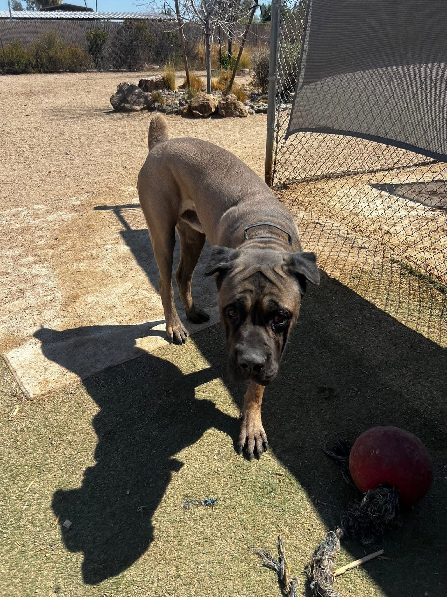 Bam - Cane Corso Mastiff