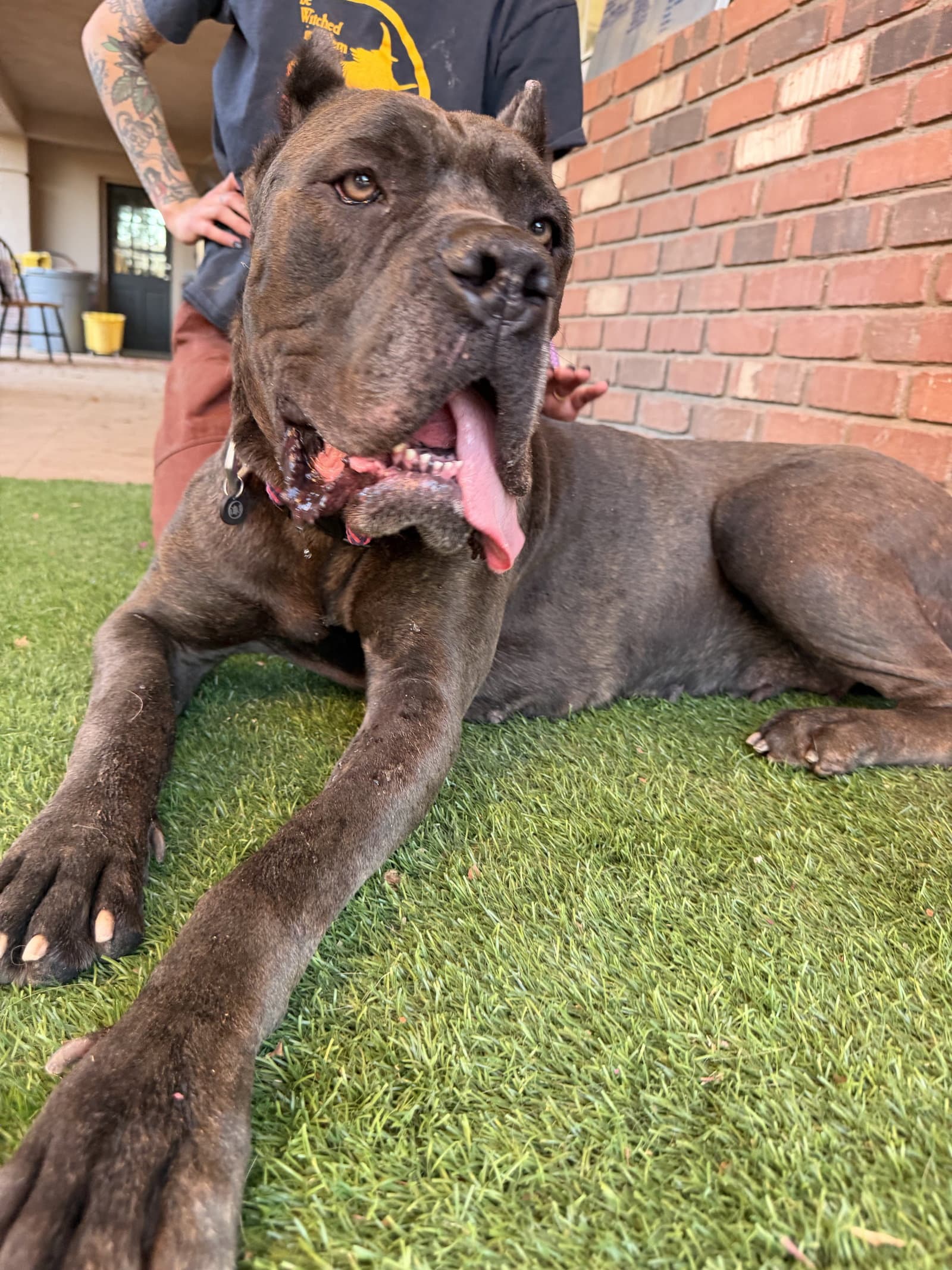 China - Cane Corso Mastiff