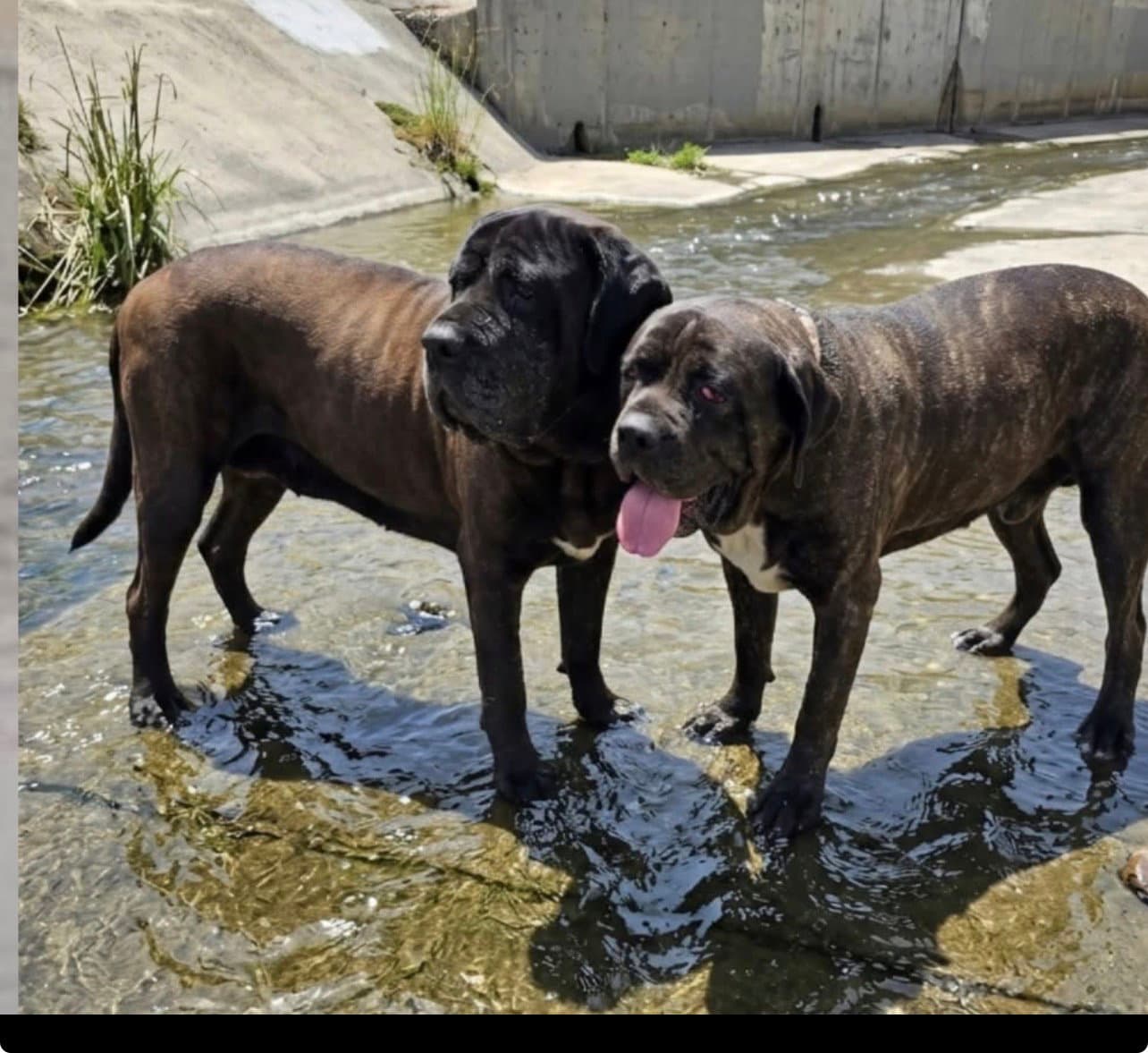 River - Mastiff