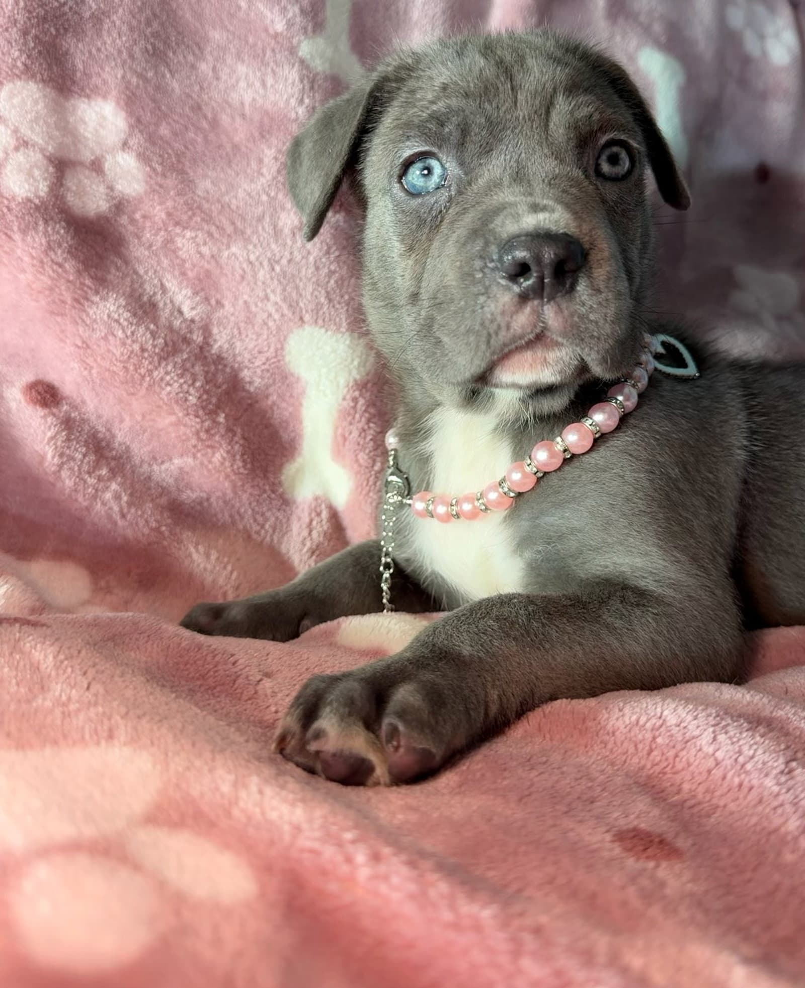 Maple - Cane Corso Mastiff