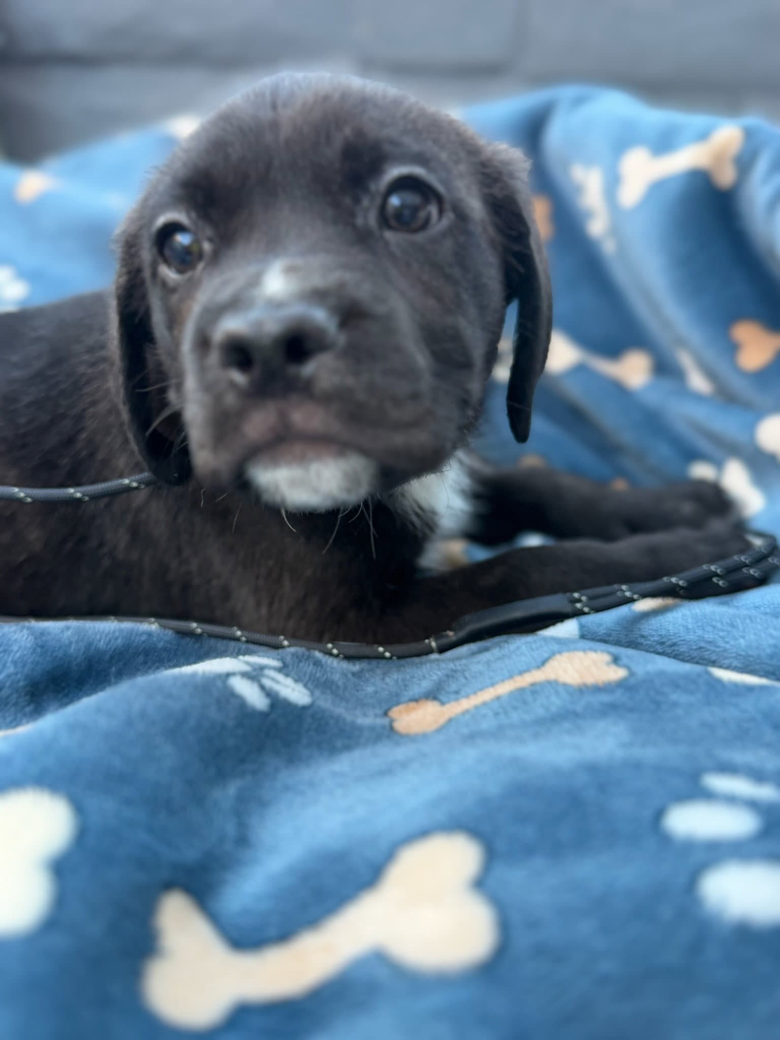 Meatloaf - Cane Corso Mastiff
