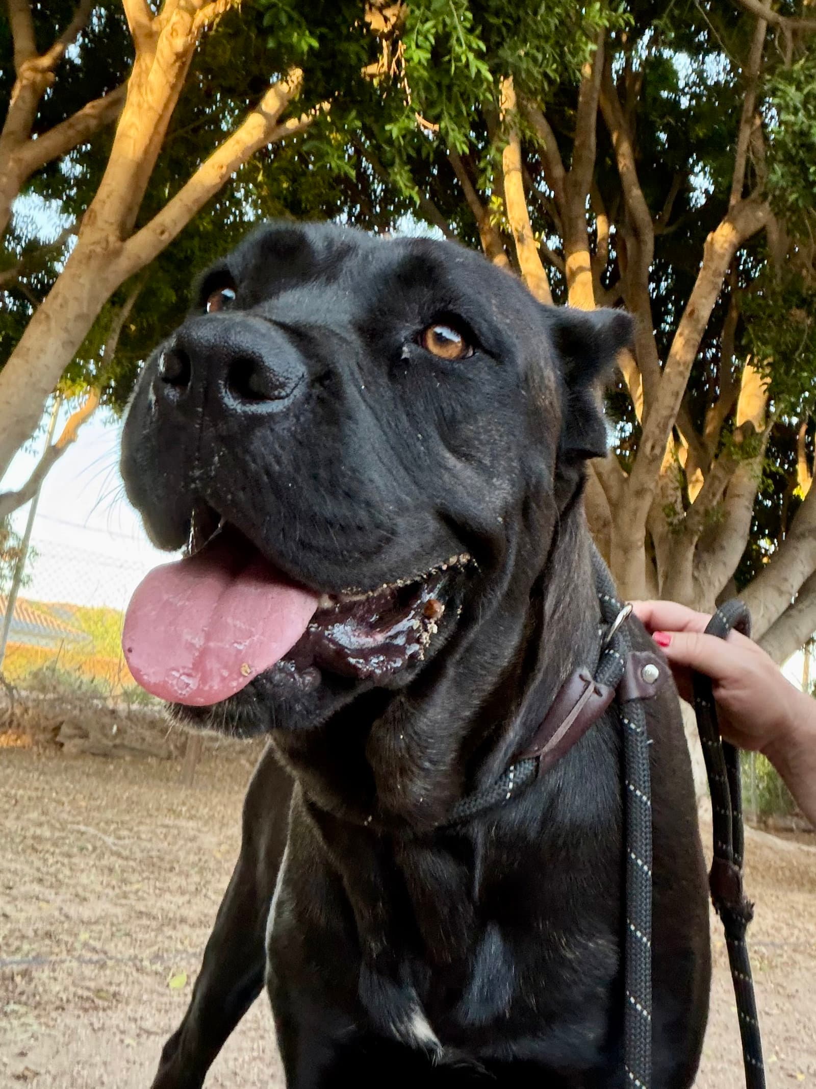 Pippa - Cane Corso Mastiff