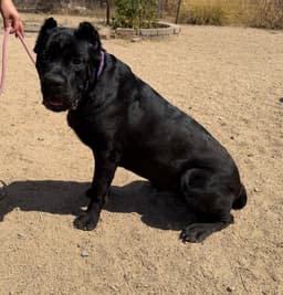 Josie image 1