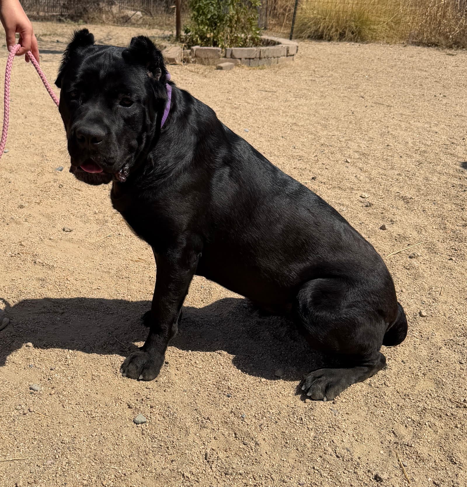 Josie - Cane Corso Mastiff