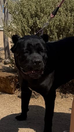 Josie image 4