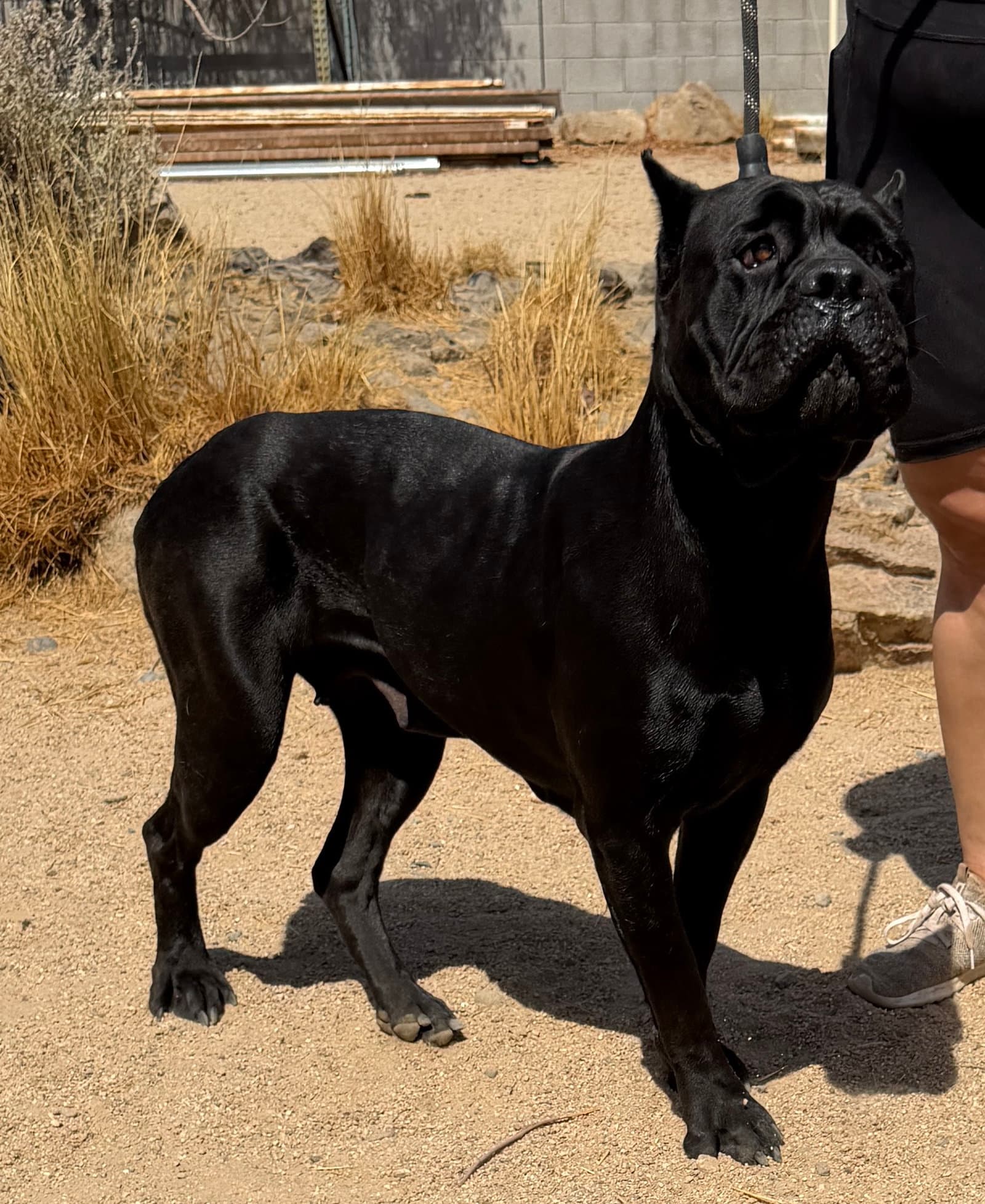 Jilly - Cane Corso Mastiff