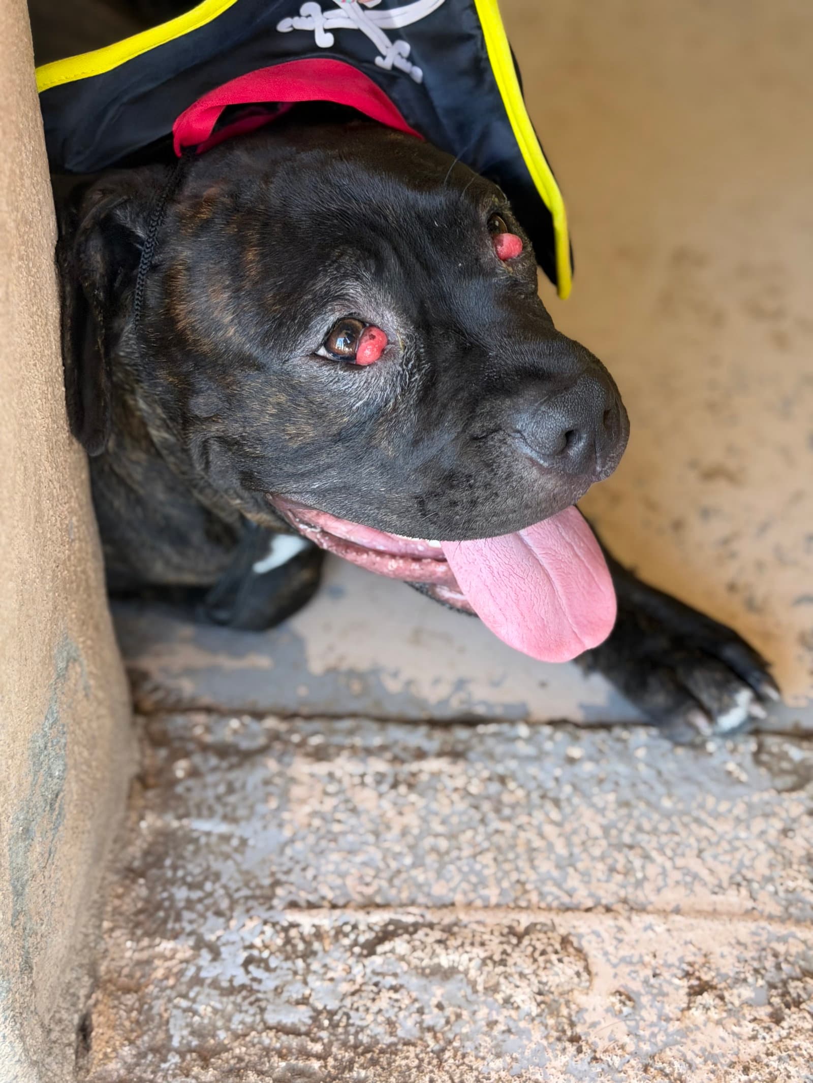Stefano - Mastiff