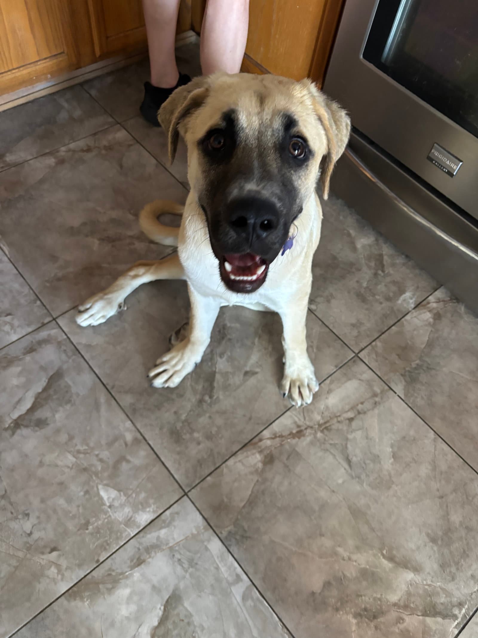 Bruce - Mastiff