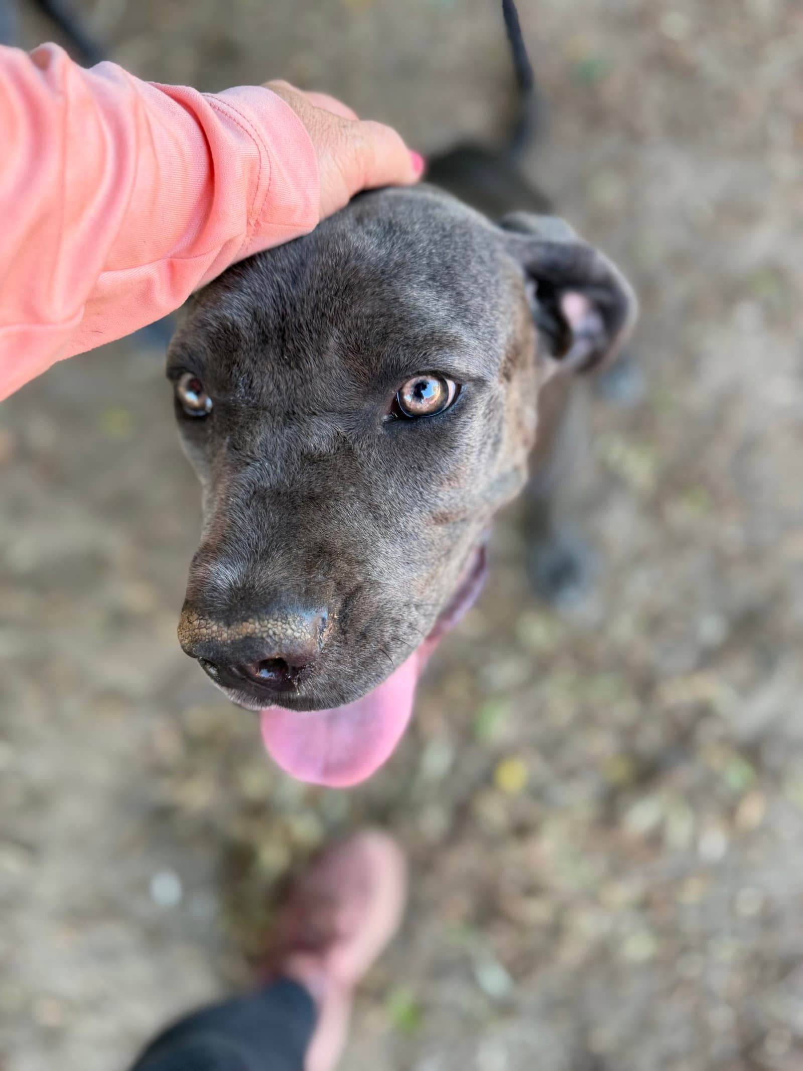 Iris - Cane Corso Mastiff