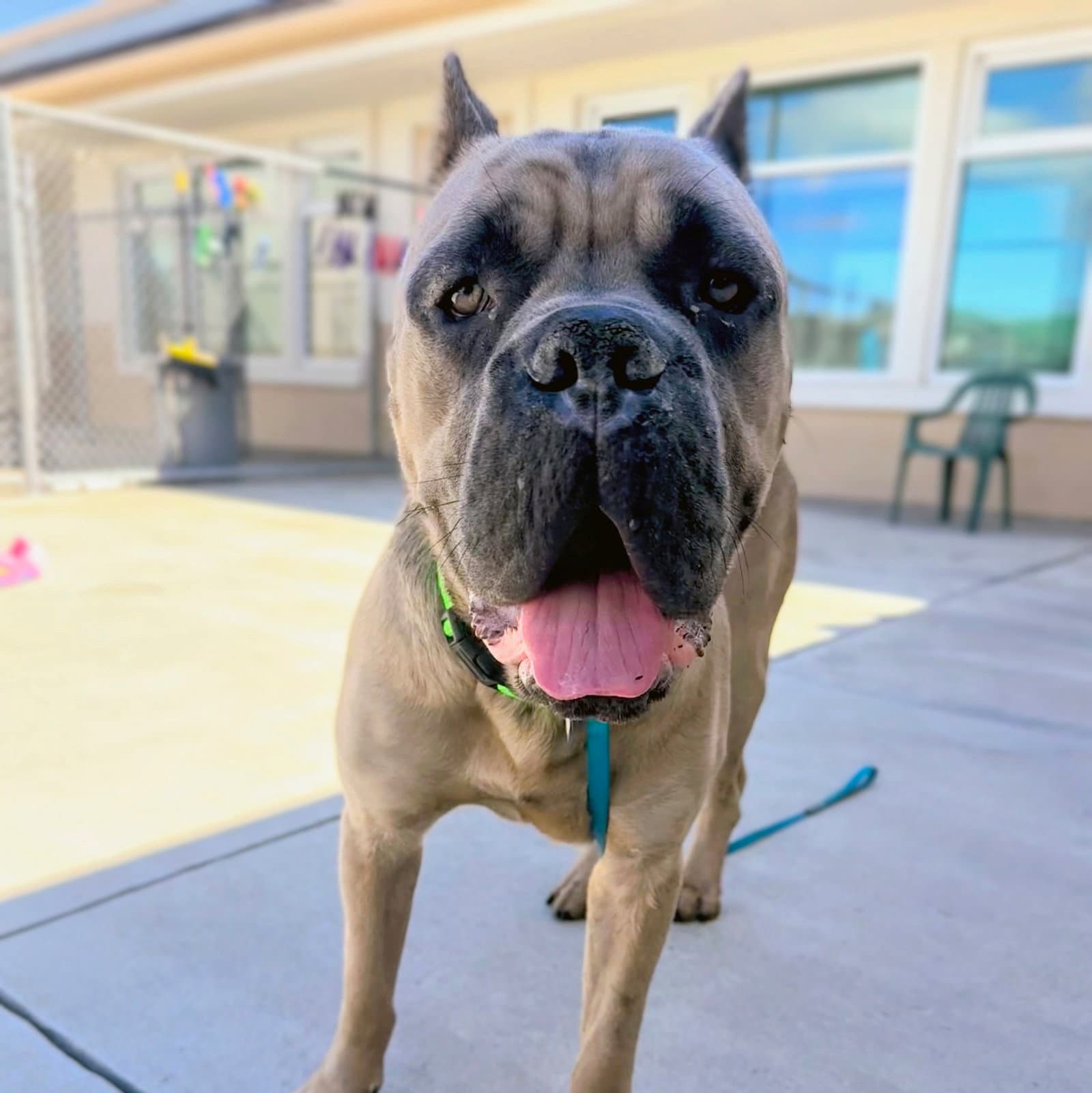 Buckeye - Mastiff