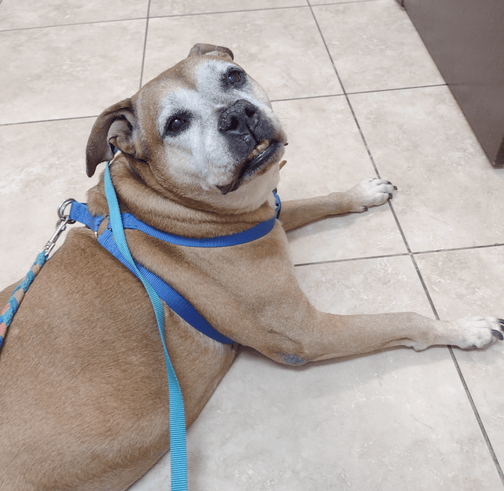 Delilah - Boxer