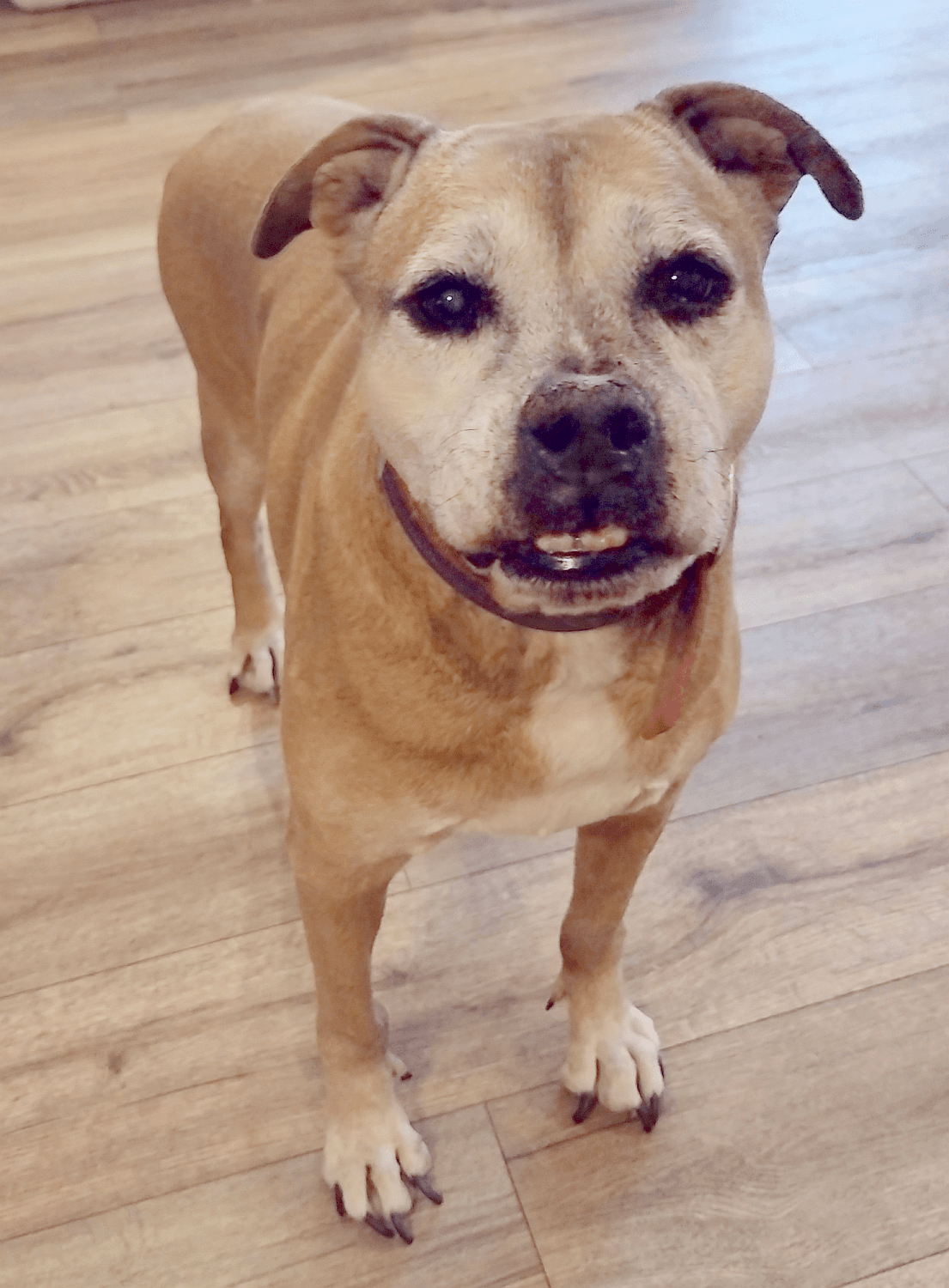 Delilah - English Bulldog