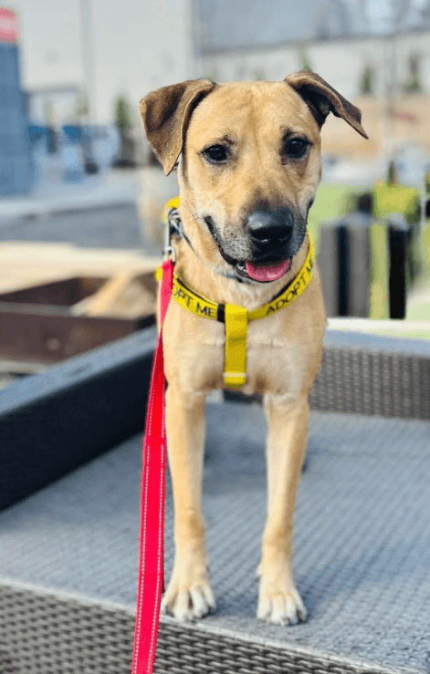 Rufus - Shepherd