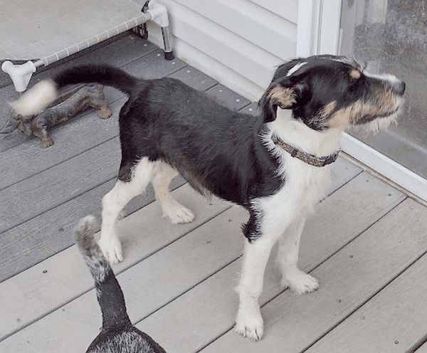 Trix - Wirehaired Fox Terrier