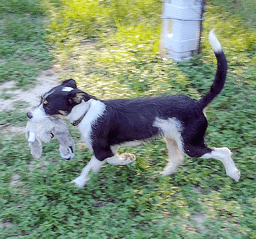 Trix image 2