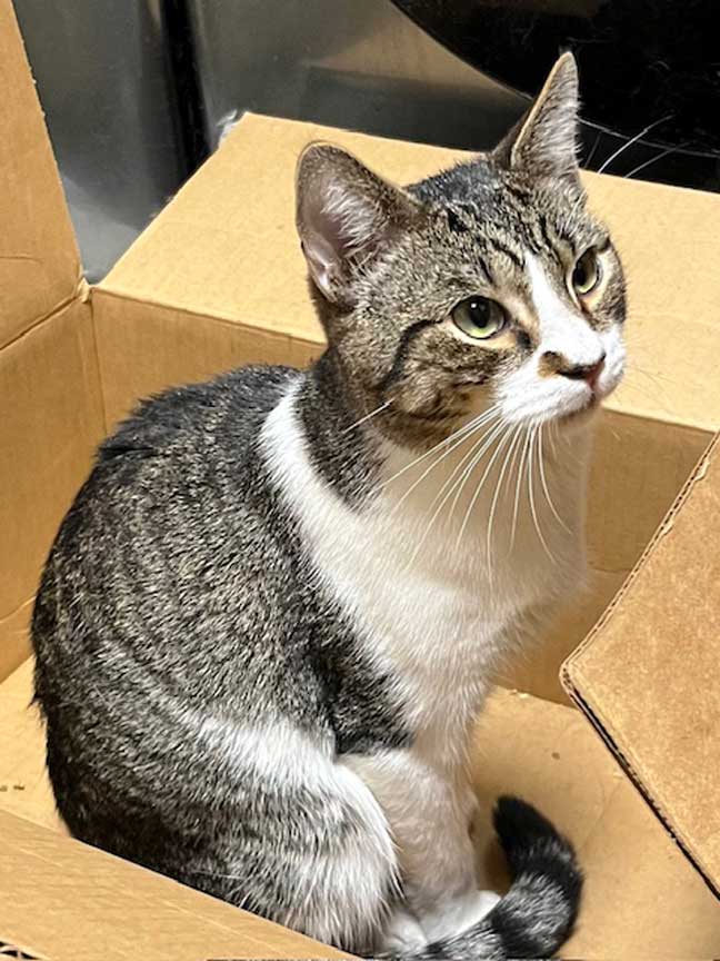 Baylor - Tabby
