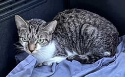 Tiger Tina image 1