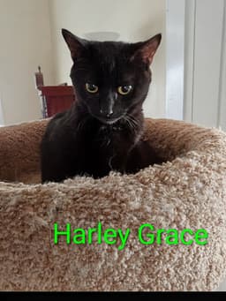 Kitten Harley Grace image 1