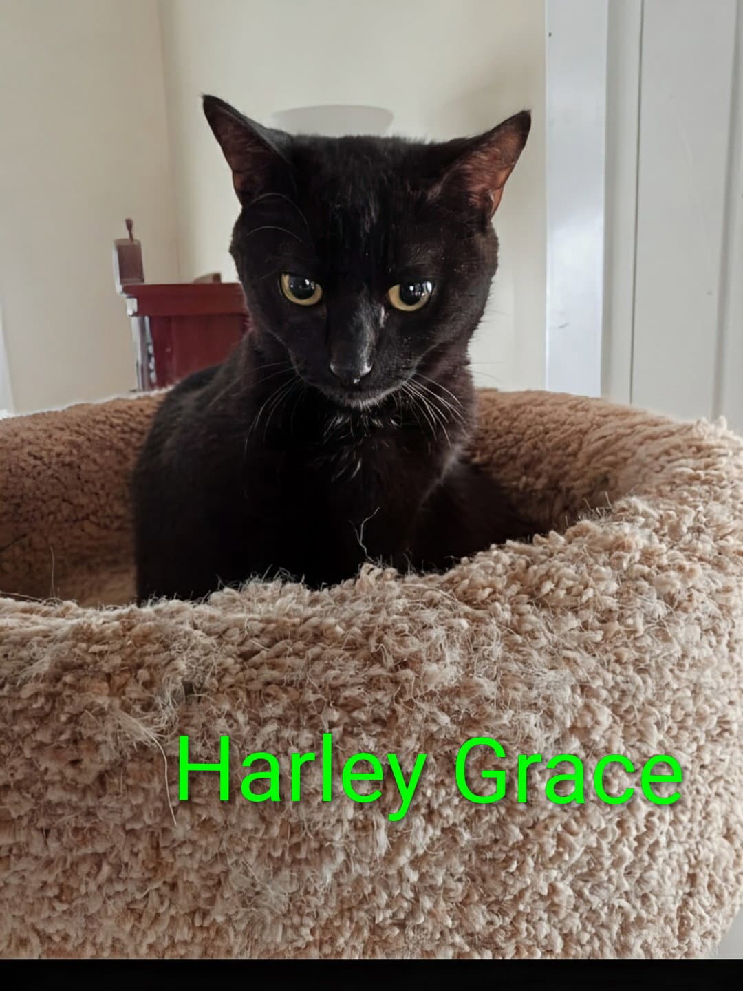 Kitten Harley Grace - Domestic Short Hair