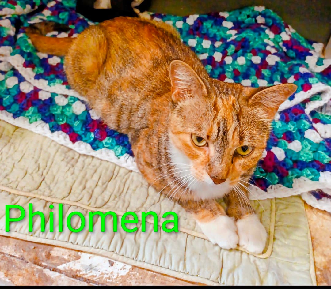Kitty Phantastic Philomenia - Domestic Short Hair