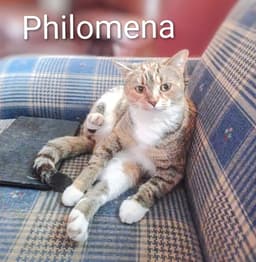 Kitty Phantastic Philomenia image 2