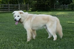 Jack Junior image 3