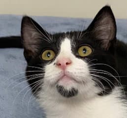 Kitten Forrest - Domestic Short Hair