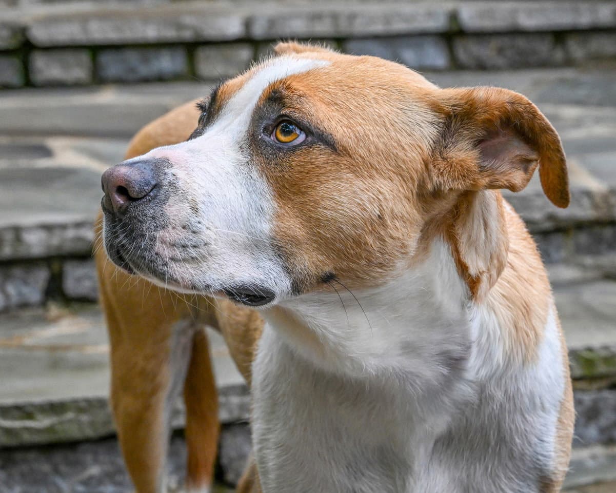 Sweet Ruth - Anatolian Shepherd