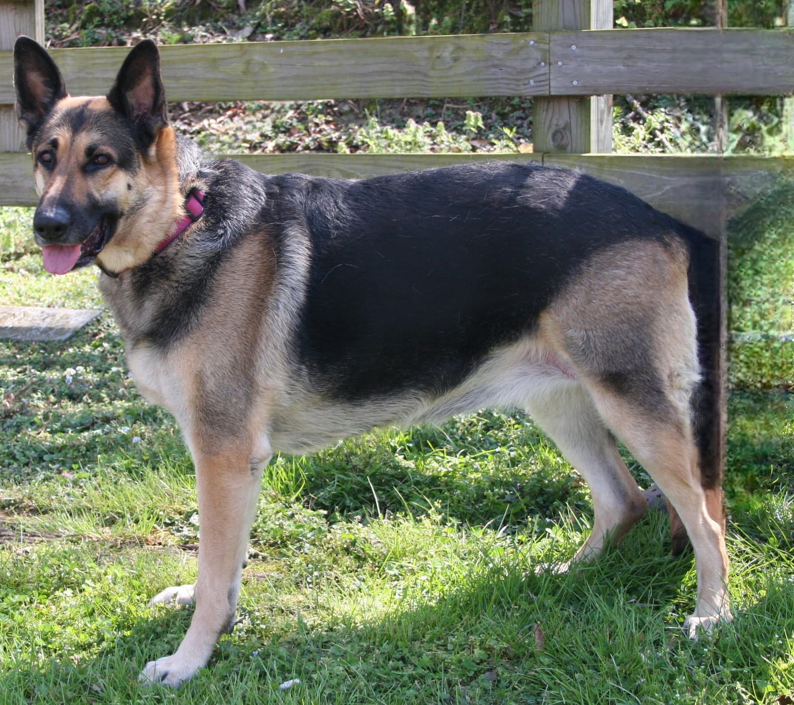 Alexis - German Shepherd Dog