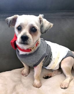 Shih Tzu Ace image 1