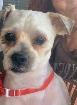 Shih Tzu Ace image 2