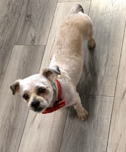 Shih Tzu Ace image 3