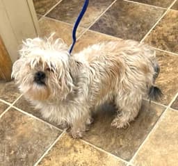 Shih Tzu Ace image 4