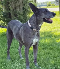 Roo image 4
