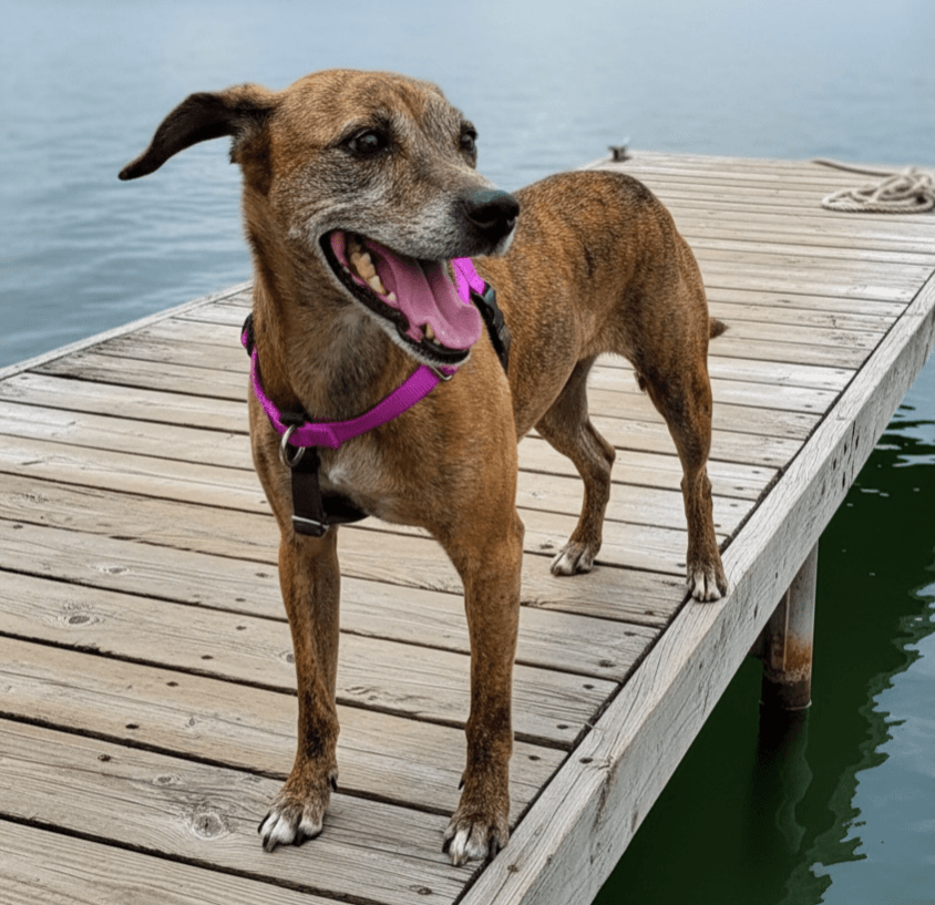 Olive - Hound