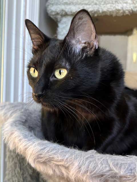 Miss Little Love - Domestic Short Hair