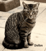 Dallas image 1