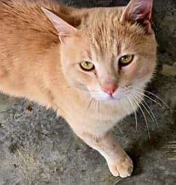 Marmalade image 1