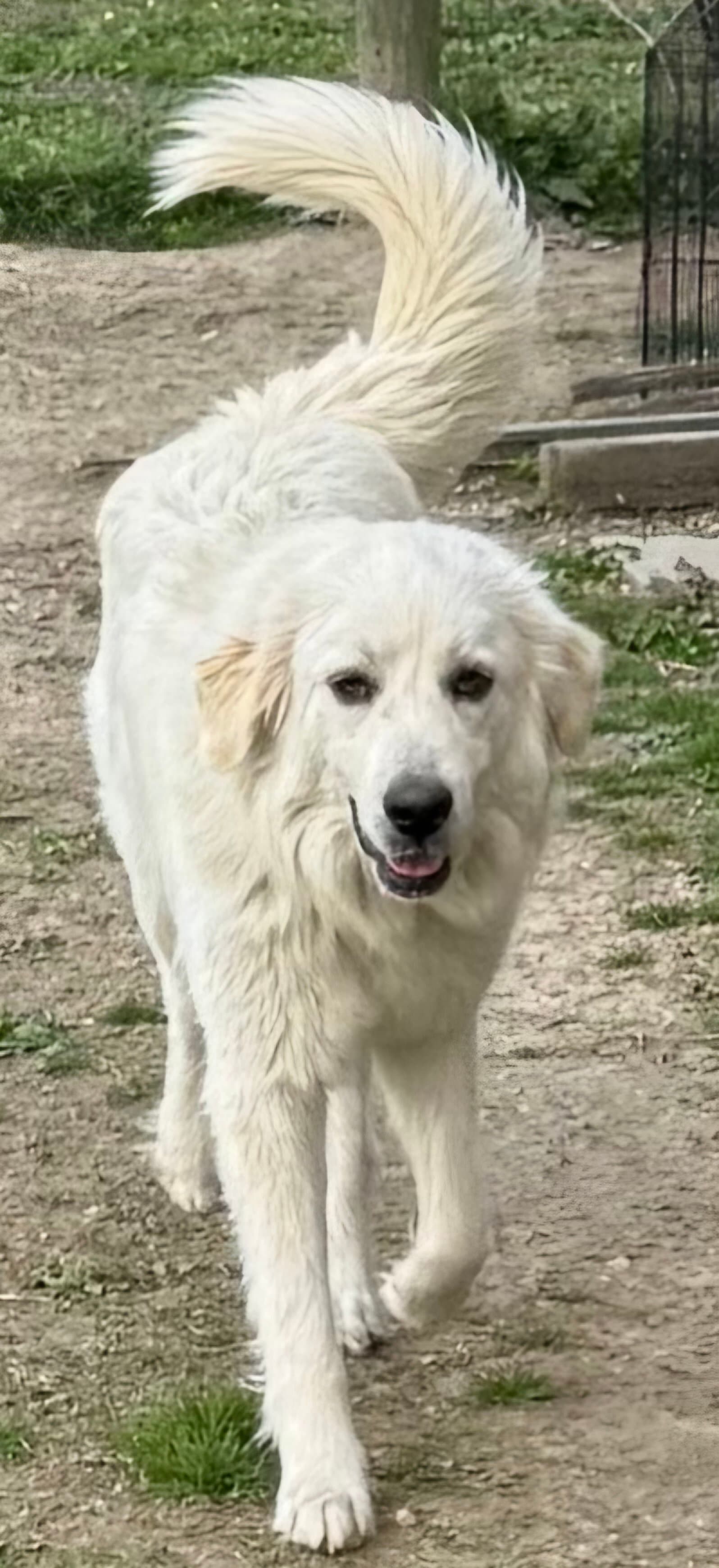 Marlee - Great Pyrenees