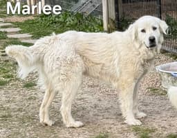 Marlee image 2